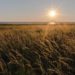 Жара продлится до конца недели