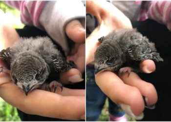 Из-за жары на землю начали падать стрижи