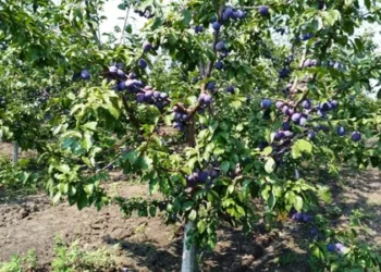 ЦИМЛЯНСКИЙ ИНВЕСТПРОЕКТ