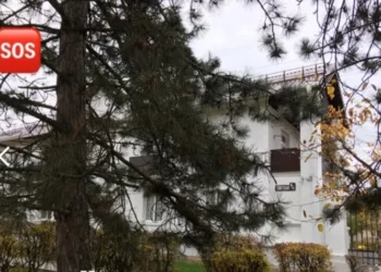 СПАСЁМ НАШИ СОСНЫ