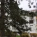 СПАСЁМ НАШИ СОСНЫ