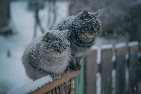 ПОГОДА НА НЕДЕЛЮ