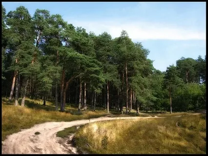 ОСЕНЬ В СОСНОВОМ ЛЕСУ