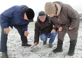 ОЖИДАЕТСЯ НЕУРОЖАЙ ОЗИМЫХ