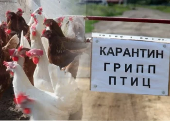 ПТИЧИЙ ГРИПП В ДУБРАВНОМ