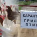 ПТИЧИЙ ГРИПП В ДУБРАВНОМ