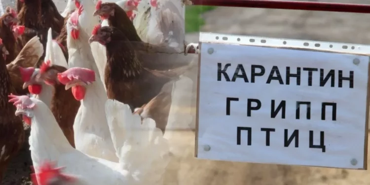 ПТИЧИЙ ГРИПП