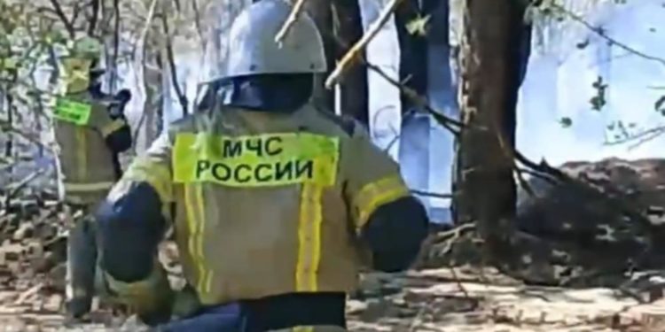 ТУШИЛИ ЛЕС