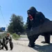 ОБЕЗЬЯНА В ВОЛГОДОНСКЕ