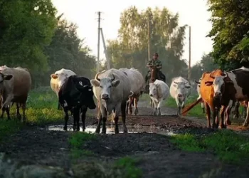 СОКРАТЯТ ПОГОЛОВЬЕ