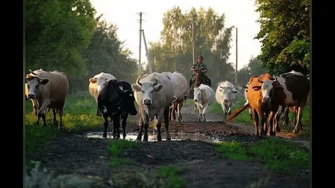 СОКРАТЯТ ПОГОЛОВЬЕ