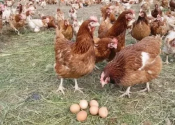 УДАР ПО ЯЙЦАМ