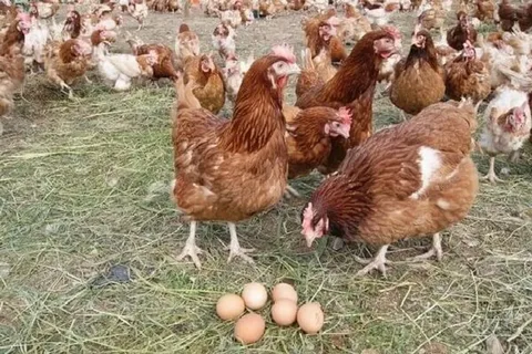 УДАР ПО ЯЙЦАМ