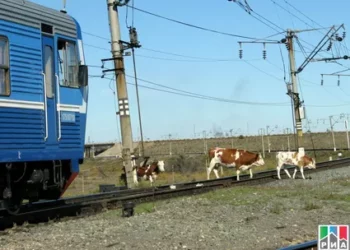 ВЫПАС СКОТА У Ж\Д