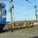 ВЫПАС СКОТА У Ж\Д