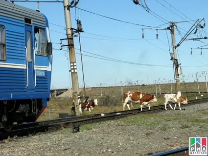 ВЫПАС СКОТА У Ж\Д