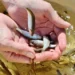 ВОСПРОИЗВОДСТВО РЫБЫ