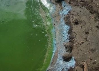 СИНЕЗЕЛЁНЫЕ ВОДОРОСЛИ