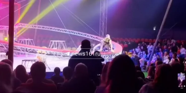 ТИГР ПРЫГНУЛ К ЗРИТЕЛЯМ