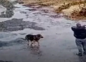 ОТКРЫЛ СТРЕЛЬБУ В ЦИМЛЯНСКЕ