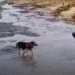 ОТКРЫЛ СТРЕЛЬБУ В ЦИМЛЯНСКЕ