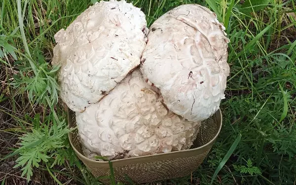ГИГАНТСКИЕ ГРИБЫ