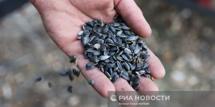 УБОРКА ПРОДОЛЖАЕТСЯ