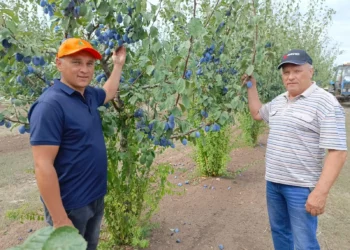 НА ВСЮ СТРАНУ ЗВУЧИТ ЦИМЛЯНСКИЙ ЧЕРНОСЛИВ