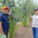 НА ВСЮ СТРАНУ ЗВУЧИТ ЦИМЛЯНСКИЙ ЧЕРНОСЛИВ